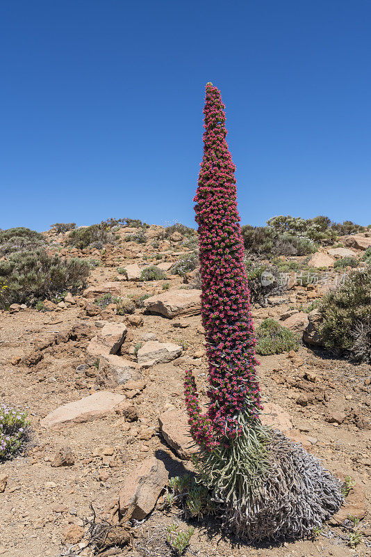 Tajinaste Red Tenerife， Echium Wildpretii